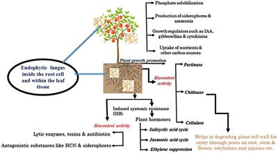 Endophytic fungi: versatile partners for pest biocontrol, growth promotion, and climate change resilience in plants